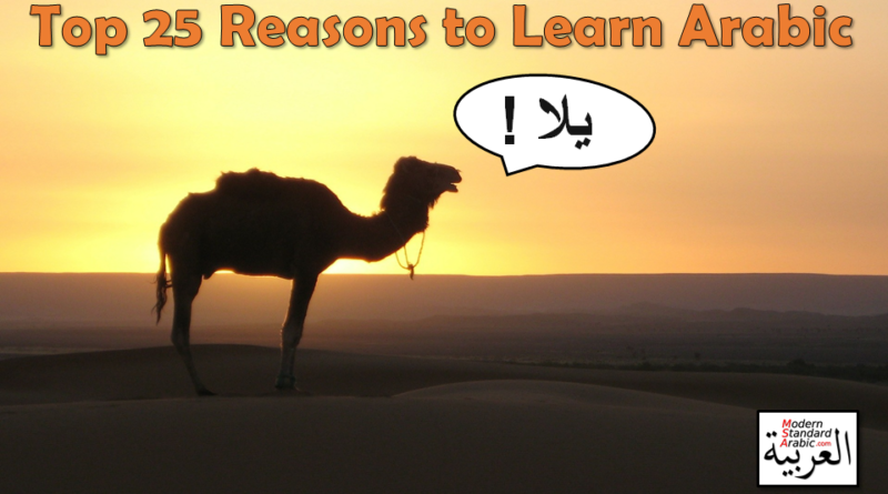 motivation camel to learn arabic